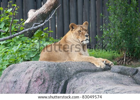 Lioness at Rest:  A mature African Lioness (Panthera leo) remains alert while resting on a rocky outcrop