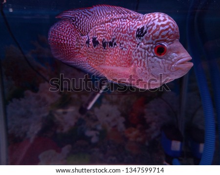 Download 940+ Background Aquarium Louhan HD Terbaik