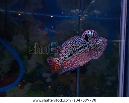 Download 940+ Background Aquarium Louhan HD Terbaik