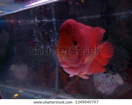 Download 720 Koleksi Background Aquarium Untuk Louhan Gratis