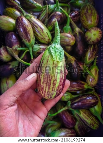 Thai eggplant,man hand holding a fresh healthy eggplant with eggplant background, indian eggplant selective focus