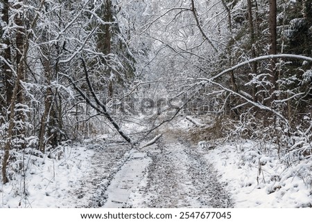 Similar – Image, Stock Photo Road running through dense forest