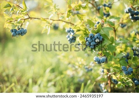Image, Stock Photo Fresh organic blueberries in garden
