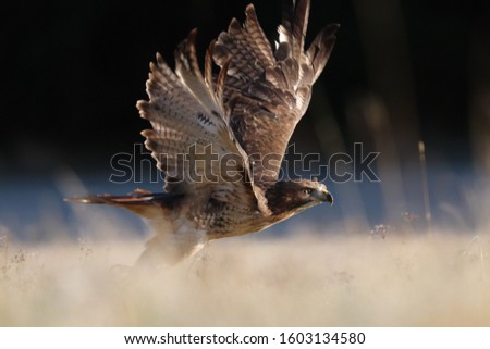 Similar – Image, Stock Photo a bird takes off from the sandy beach