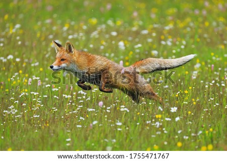 Long jump. Red fox (Vulpes vulpes) hunting on flowered meadow. Orange fur coat animal hunting in spring rain. Fox in nature ferrets about prey. Wildlife scene. Habitat Europe, Asia, North America.