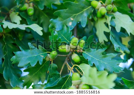 Image, Stock Photo Quercus robur oaks are reflected in a body of water with blades of grass in the bog