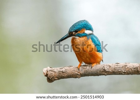 Image, Stock Photo Kingfisher Portrait