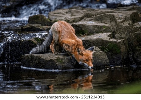 Similar – Foto Bild Bach in einem Wald Natur