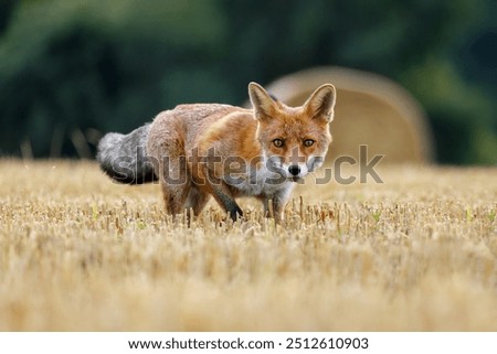 Similar – Image, Stock Photo After the hunt