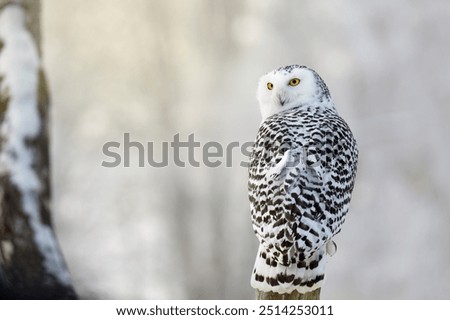 Similar – Foto Bild Weiße Schneeeule vor schwarzem Hintergrund, Rückansicht, Federkleid in Detailaufnahme