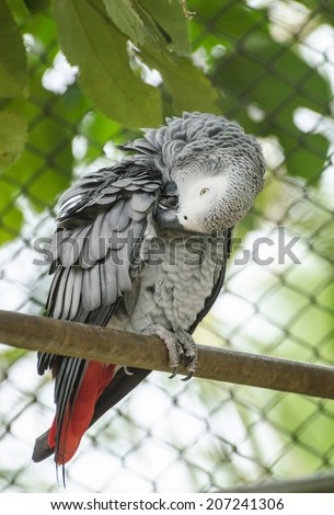 Gray parrot in a cage.