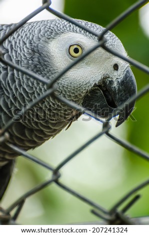 Gray parrot in a cage.