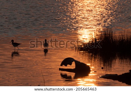 Sunset, birds in water and broken bucket