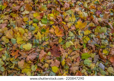 Background. Real leaves in autumn.