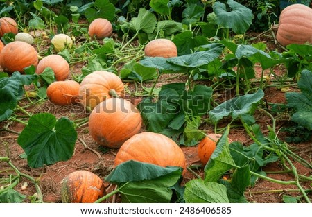 Similar – Image, Stock Photo Fresh organic pumpkin harvest