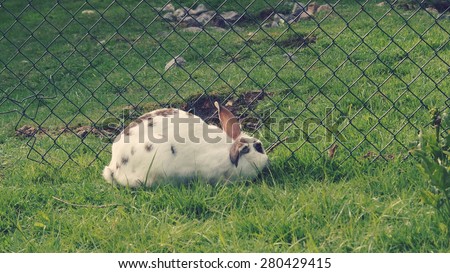 Rabbit captured in farm life