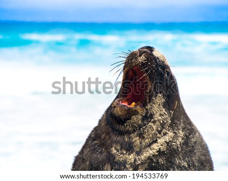Yawning New Zealand Sea Lion (Phocarctos hookeri) with a broken tooth