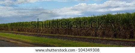panorama sugarcane plantation farm with sweet sugar cane in australia with rail track and blue cloudy storm sky