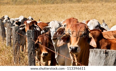 Herd of animals, brown and grey brahman cows line up along an old barb wire farm fence on an australian beef cattle ranch