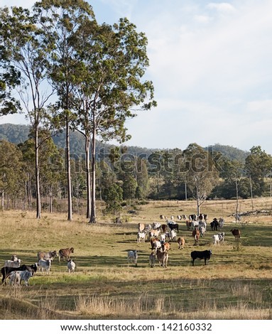 Herd of cows on Australian beef cattle station rural ranch in early morning