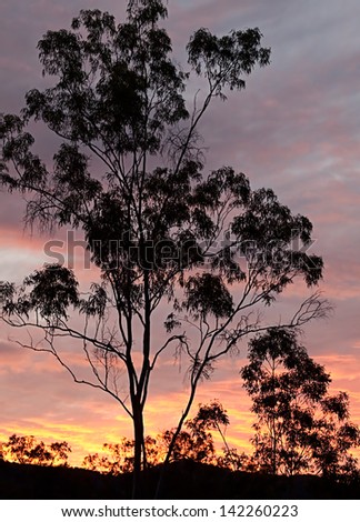 Australian eucalyptus gum tree background australiana silhouette against sunset