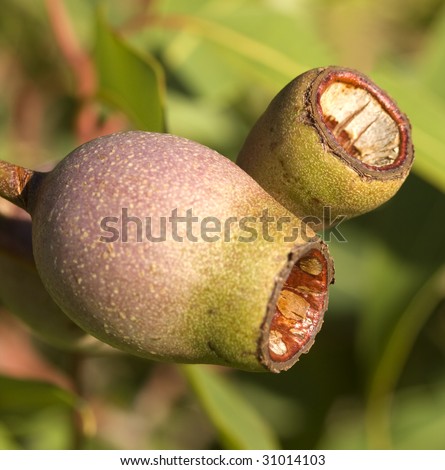 gum nuts fruit of eucalyptus summer red eucalypt tree of Australia