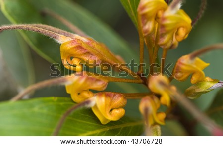 close-up of beautiful flower of grevillea venusta - australian native flower plant