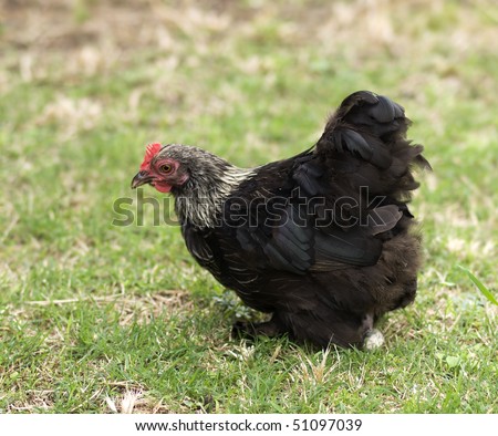 Black And White Birchen Cochin Bantam Hen - Backyard Poultry - Pekin ...