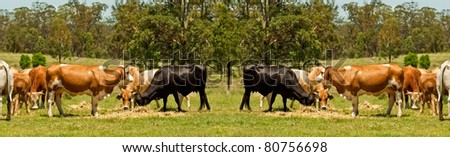 Australian beef cattle cow scene for border