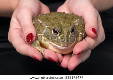 big green bull frog with rough skin  in woman hands with red manicure