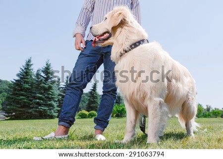 Portrait of a beautiful golden retriever standing on the grass full length looking somewhere ,while his owner handsome young man standing behind him with a lead in his hands