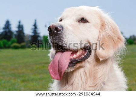 Dog. Portrait of a lovely cute golden retriever sitting with his mouth opened, close up