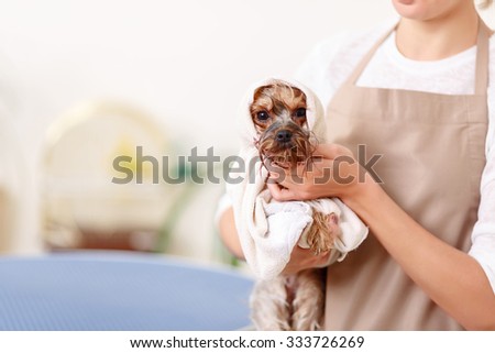 Similar – Image, Stock Photo dog with towel front view