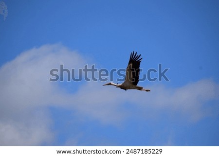 Similar – Foto Bild Storch beim Segelflug am Himmel