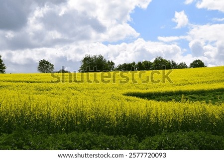 Similar – Foto Bild Rapsfeld gelb Blühend