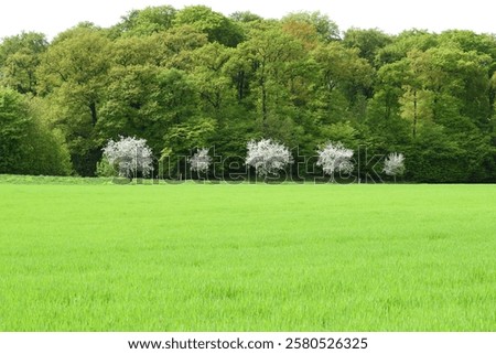 Similar – Image, Stock Photo Forest edge in heavy snowfall on holy evening 2021