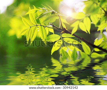 green leaves reflecting in the water, shallow focus