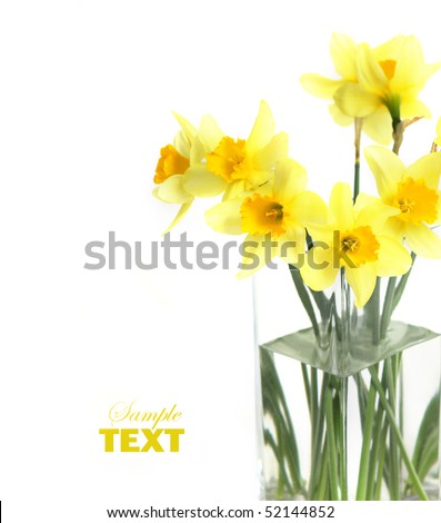 spring blossom daffodil isolated on white background