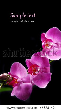 Pink orchid isolated on black background