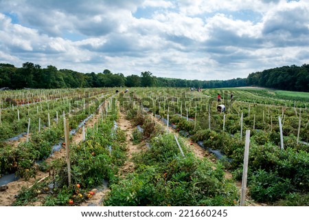 Pick your own organic farm, Alstede Farm, in Chester, New Jersey, USA on September 20, 2014