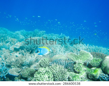 Tropical powder blue surgeonfish or blue tang against coral reef in Maldives
