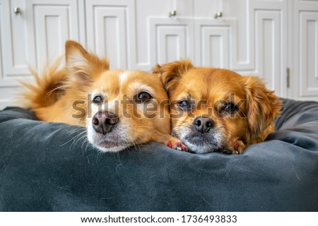 Image, Stock Photo two dogs at home by the christmas tree, cute jack russell dog and black labrador. Brothers