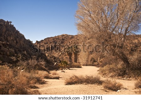Low Desert Wash in Joshua Tree National Park