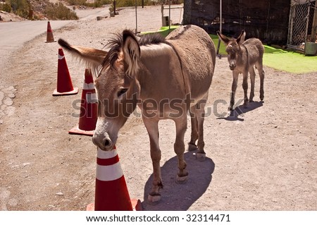 Slow Down for the Cone Zone - Mules at Oatman, Arizona, where burros roam freely.