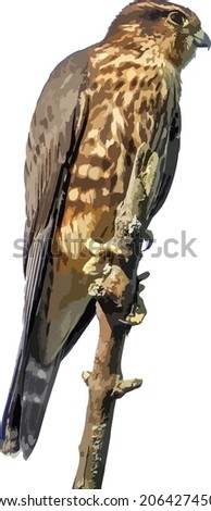 Vector Image of a Merlin Falcon Bird Perched on a Branch