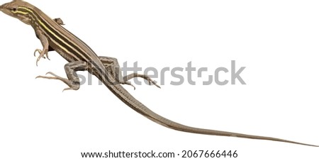 Nature Vector Image of an Isolated Six Lined Racerunner Skink Lizard 