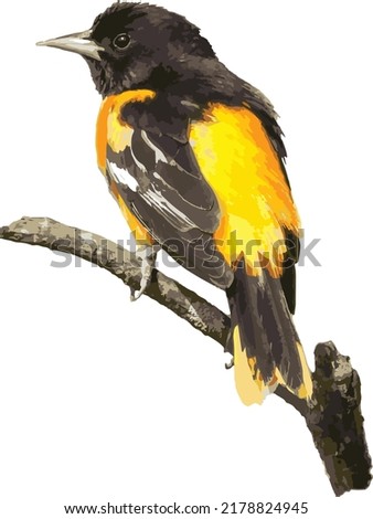 Vector Image of a Isolated Baltimore Oriole Bird Perched on a Branch 