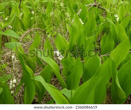 Similar – Image, Stock Photo Convallaria majalis, European lily of the valley, Konwalia majowa, May Lily. Lily of the valley bush with white flowers on a thin stem and dark green leaves in sunlight outdoors close-up in spring.