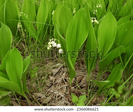 Similar – Image, Stock Photo Convallaria majalis, European lily of the valley, Konwalia majowa, May Lily. Lily of the valley bush with white flowers on a thin stem and dark green leaves in sunlight outdoors close-up in spring.