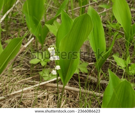 Similar – Image, Stock Photo Convallaria majalis, European lily of the valley, Konwalia majowa, May Lily. Lily of the valley bush with white flowers on a thin stem and dark green leaves in sunlight outdoors close-up in spring.